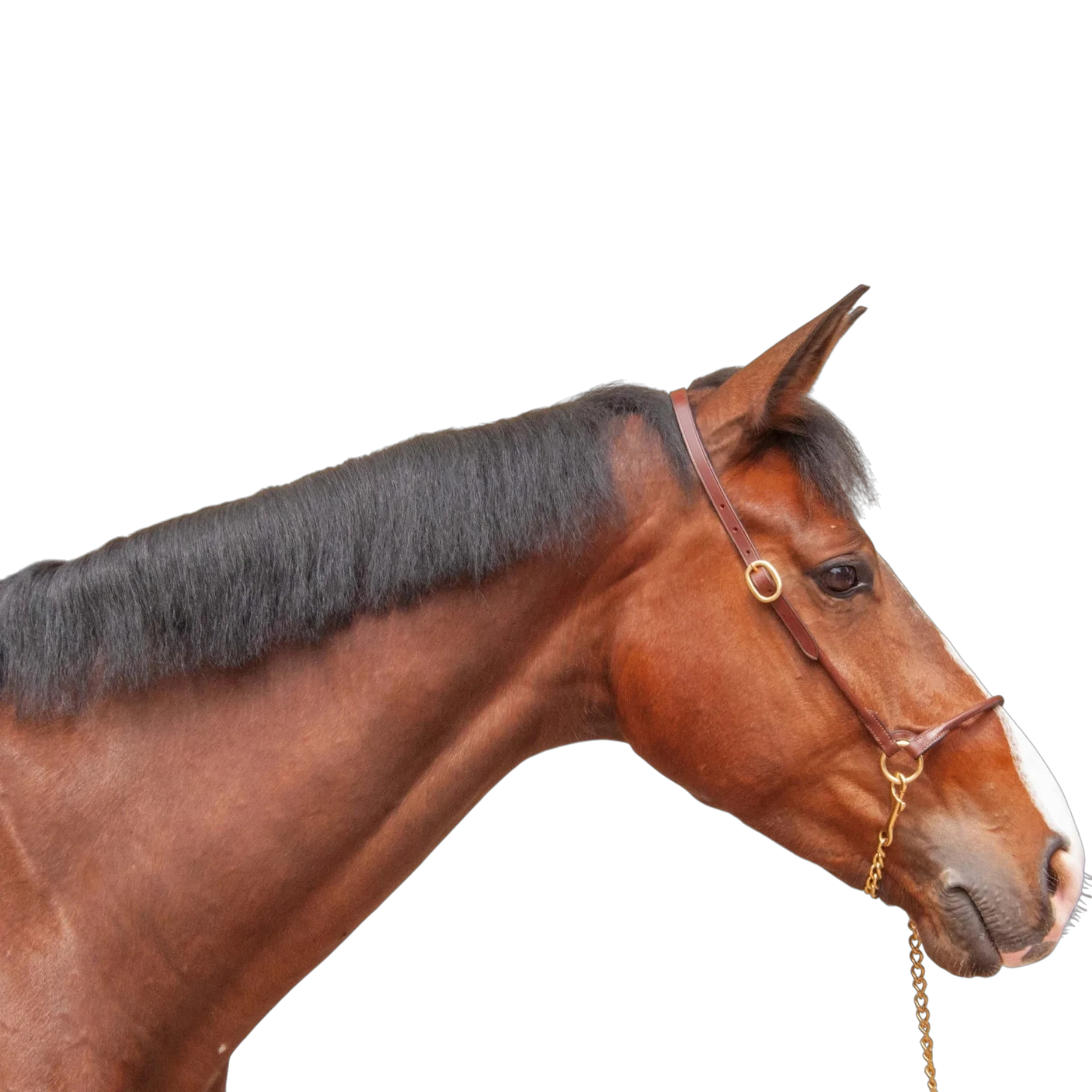 TdeT - Licol cuir présentation tabac