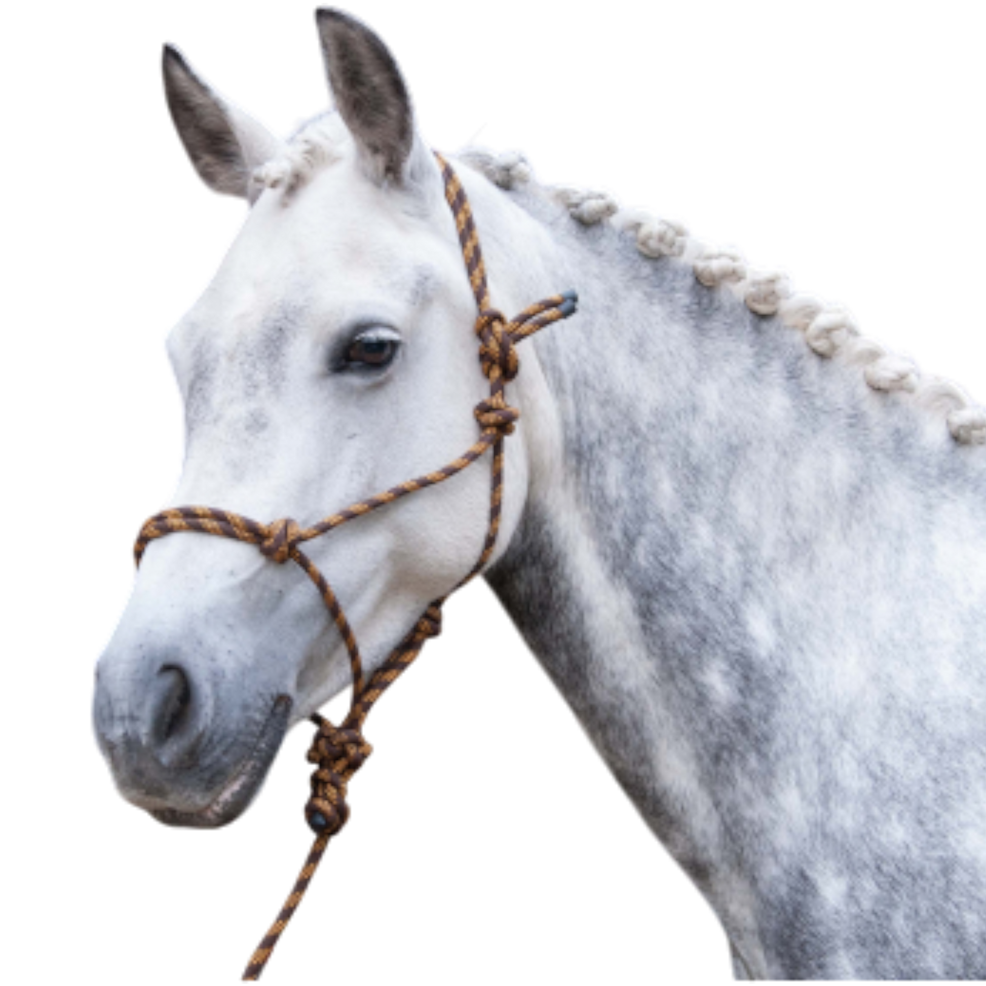 TdeT - Licol éthologique et longe Standard marron/ orange