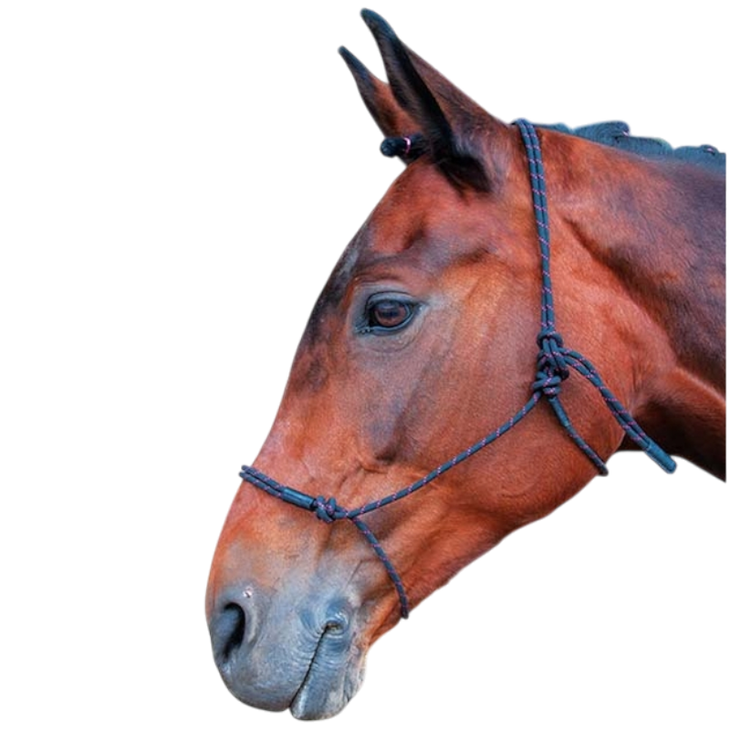 TdeT - Licol éthologique Modèle Pro noir fuchsia