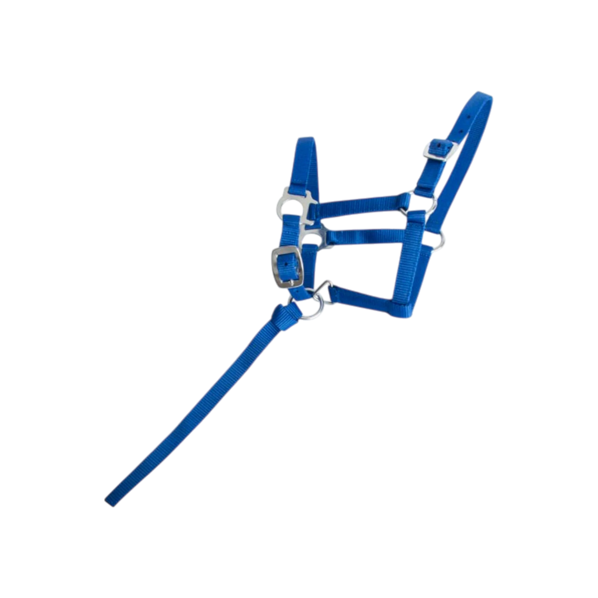 TdeT - Synthetic foal halter royal blue