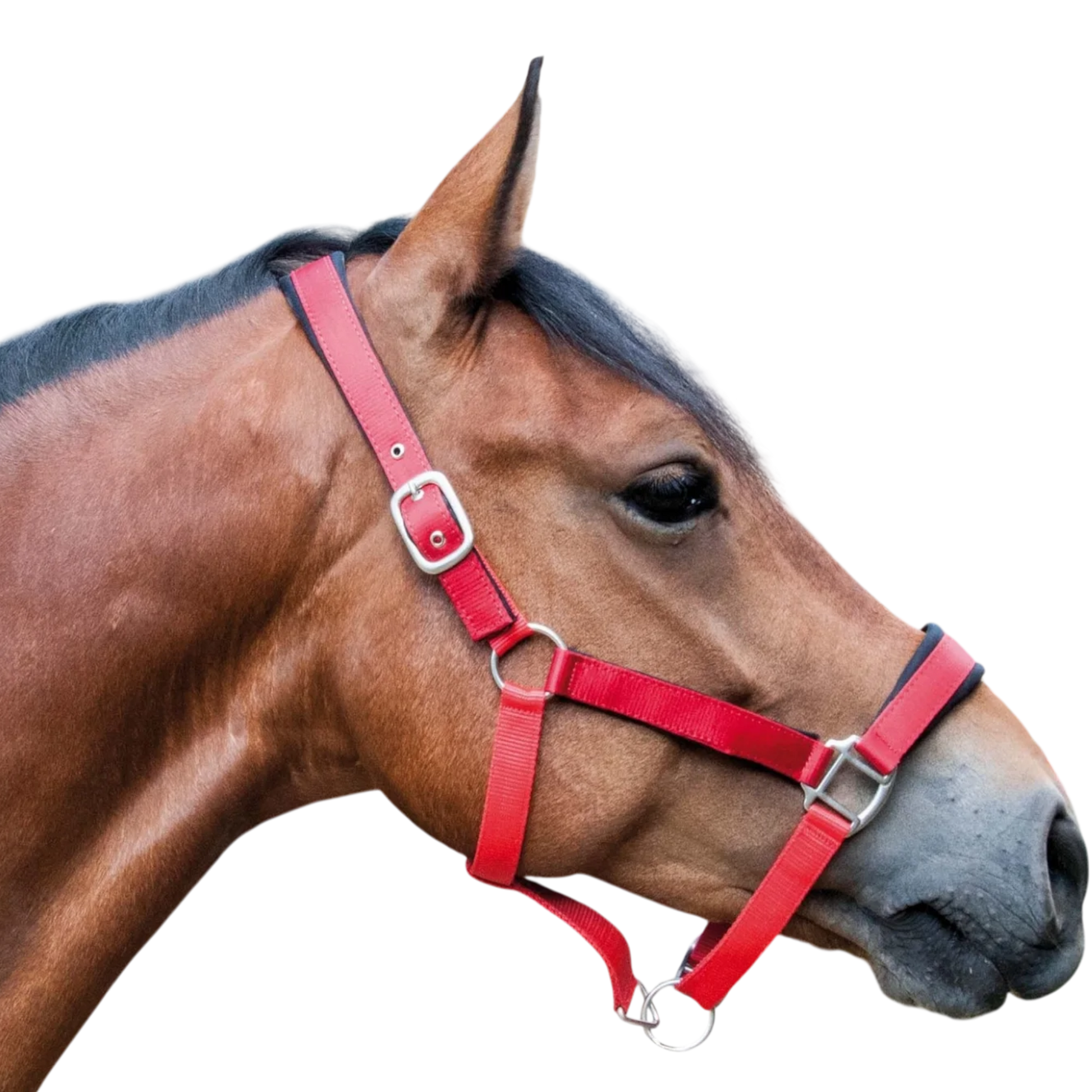 TdeT - Licol synthétique satiné doublé mousse et longe ronde rouge