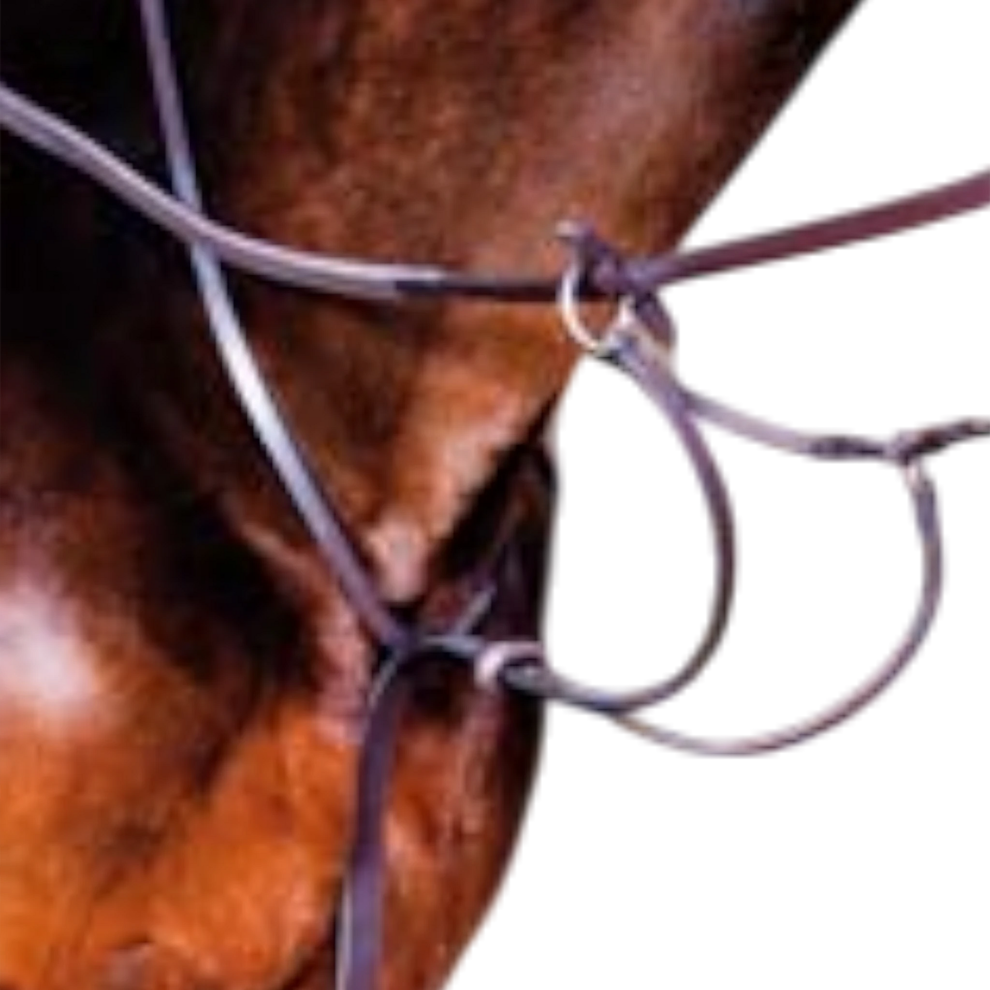 TdeT - Martingale classique havane foncé