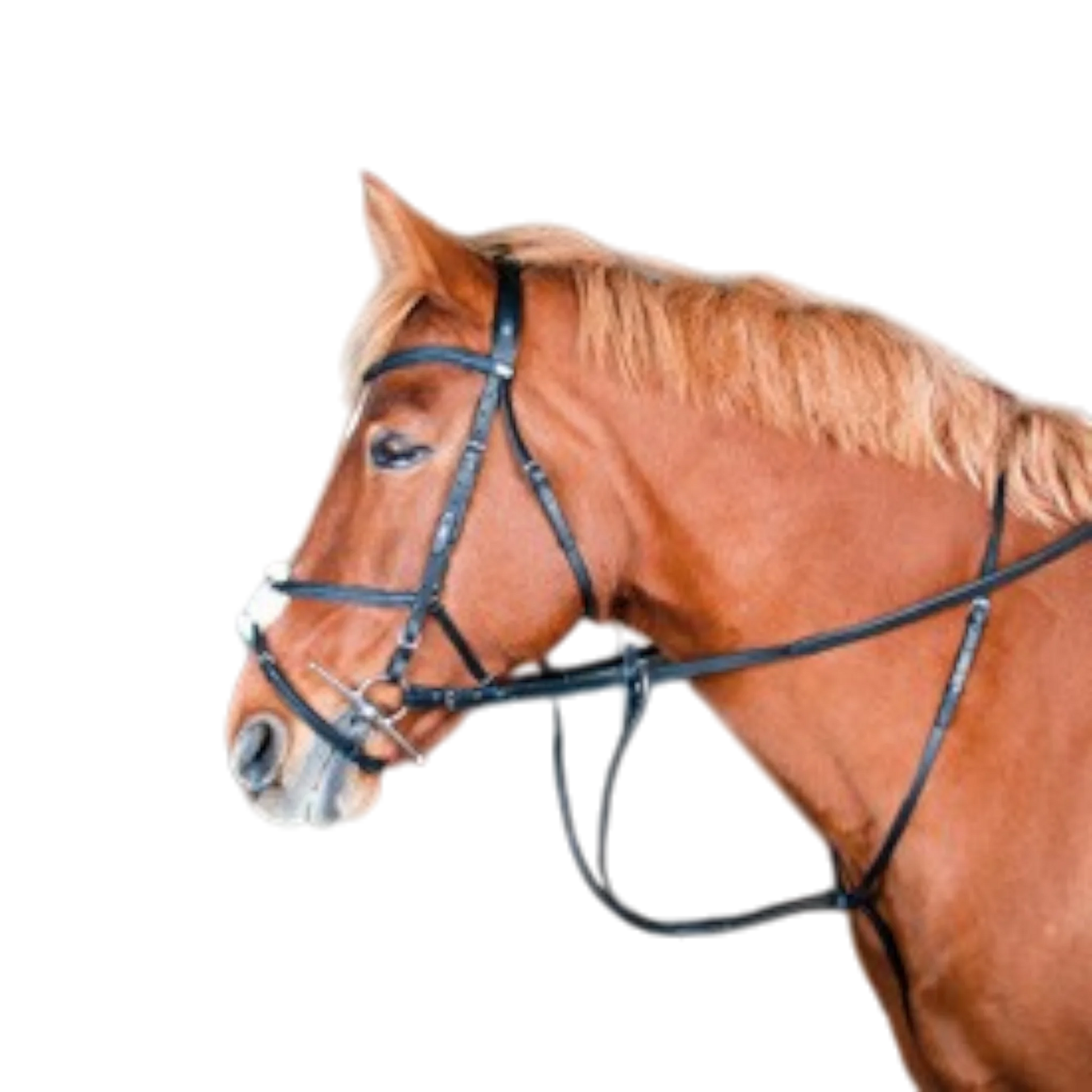 TdeT - Martingale classique noir