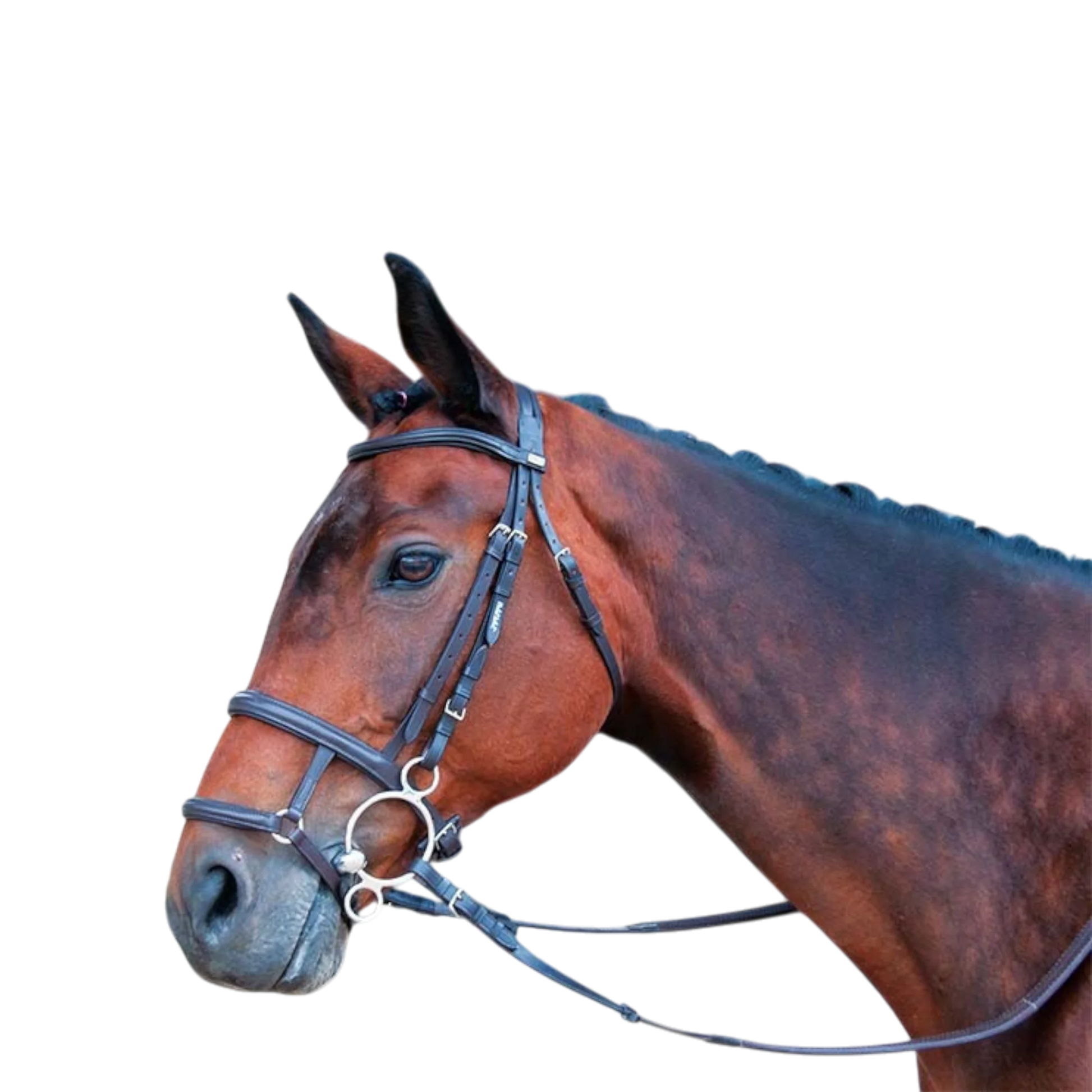 TdeT - Muserolle mixte havane foncé