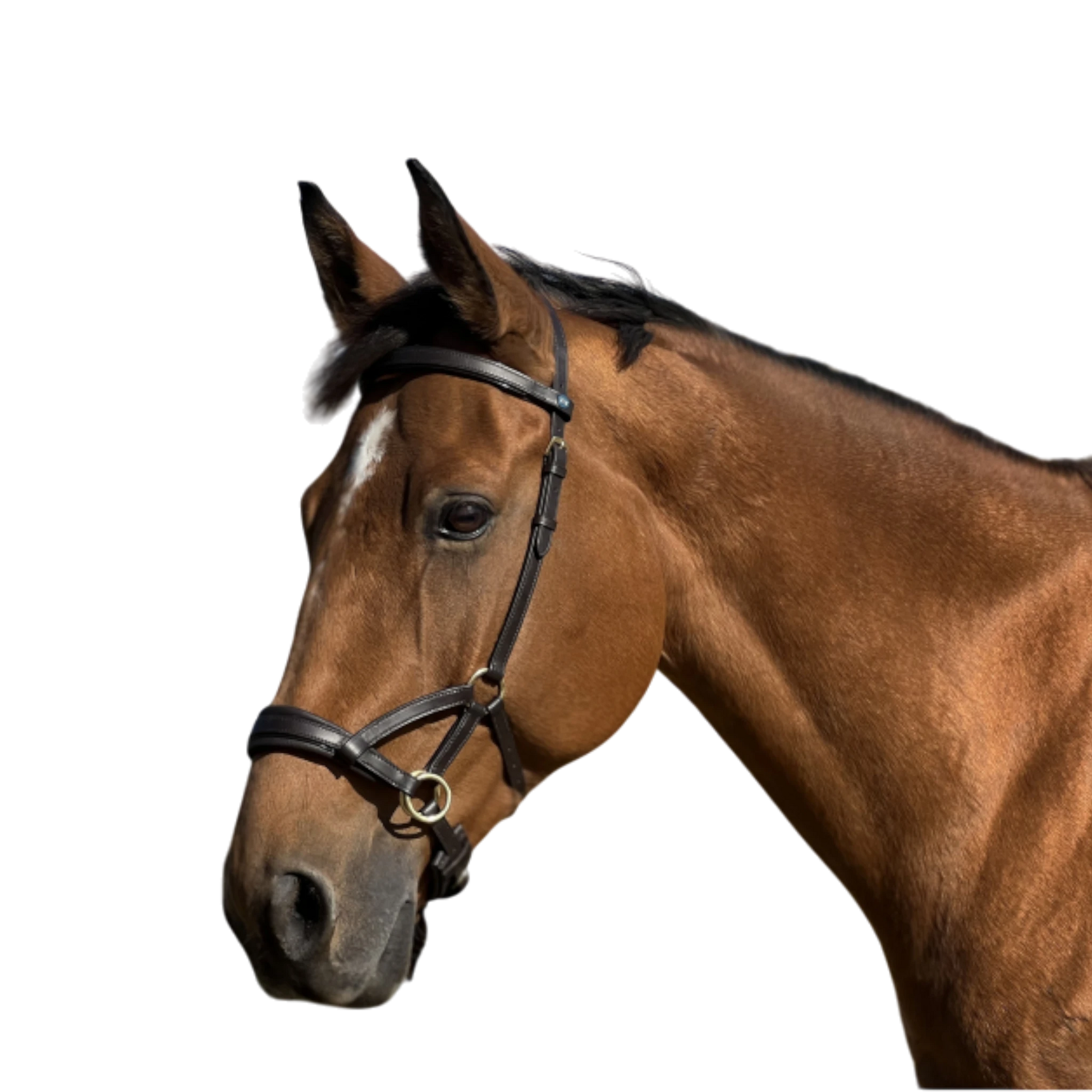 TdeT - Bridon Sidepull cuir No More havane foncé