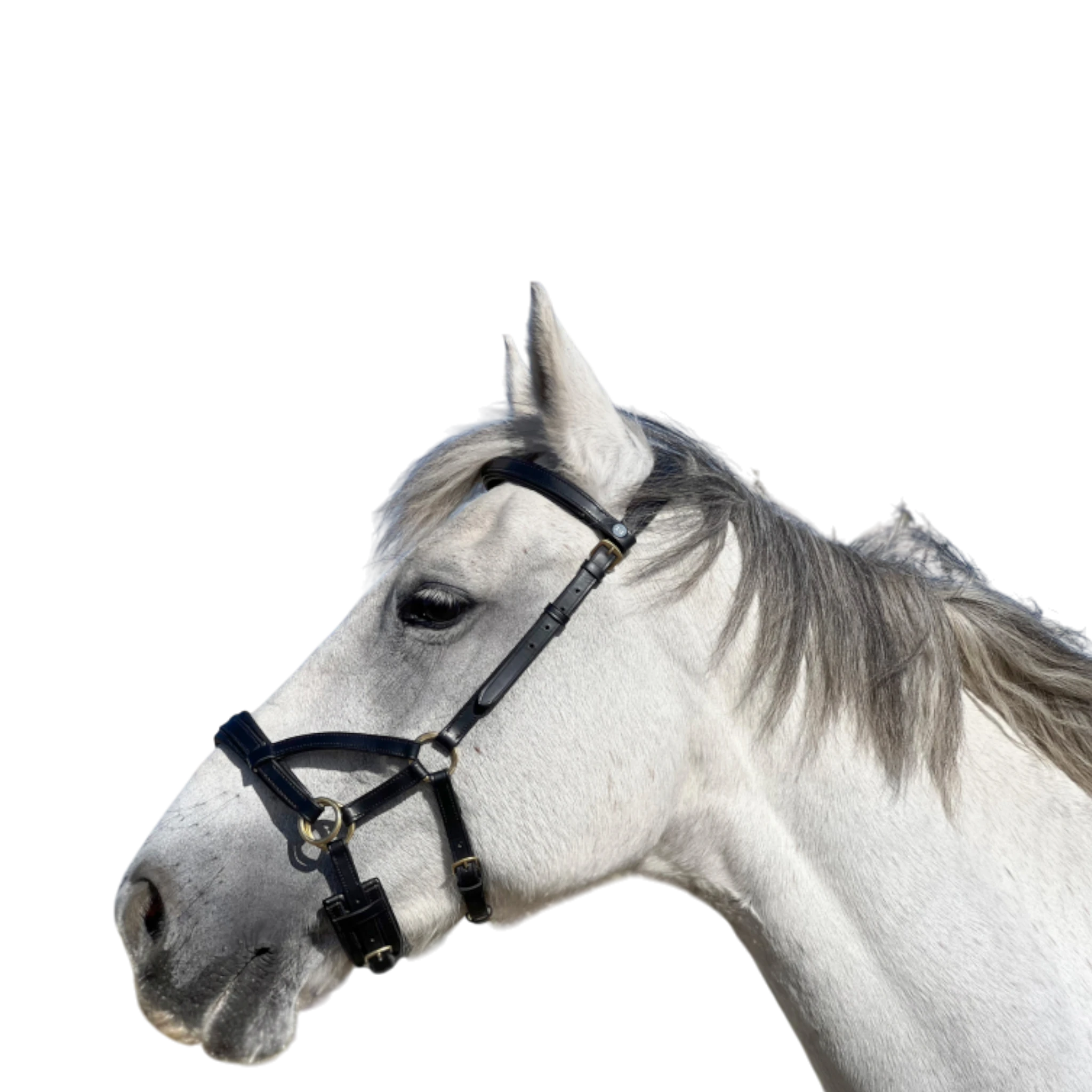 TdeT - Bridon Sidepull cuir No More noir