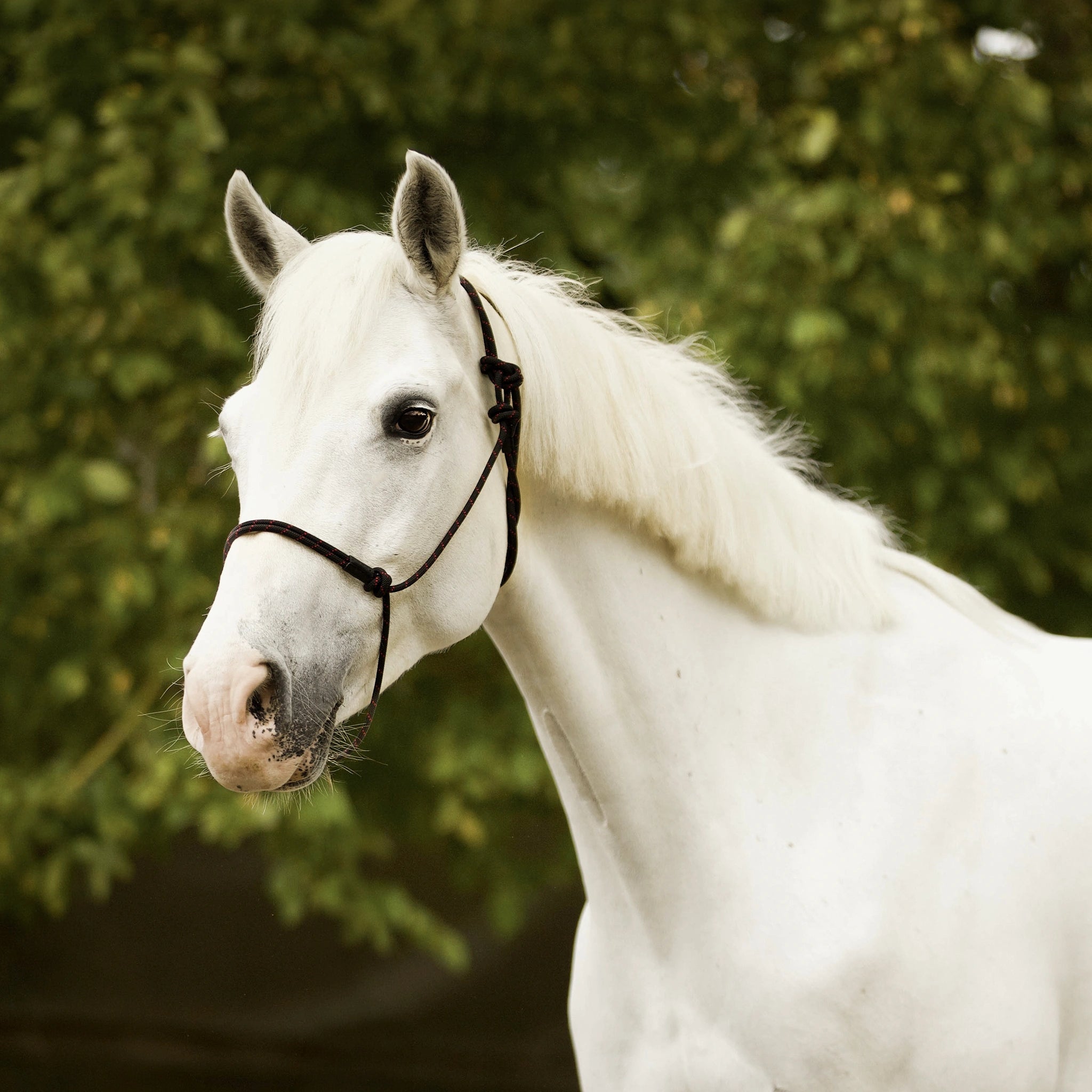 Professional Halter