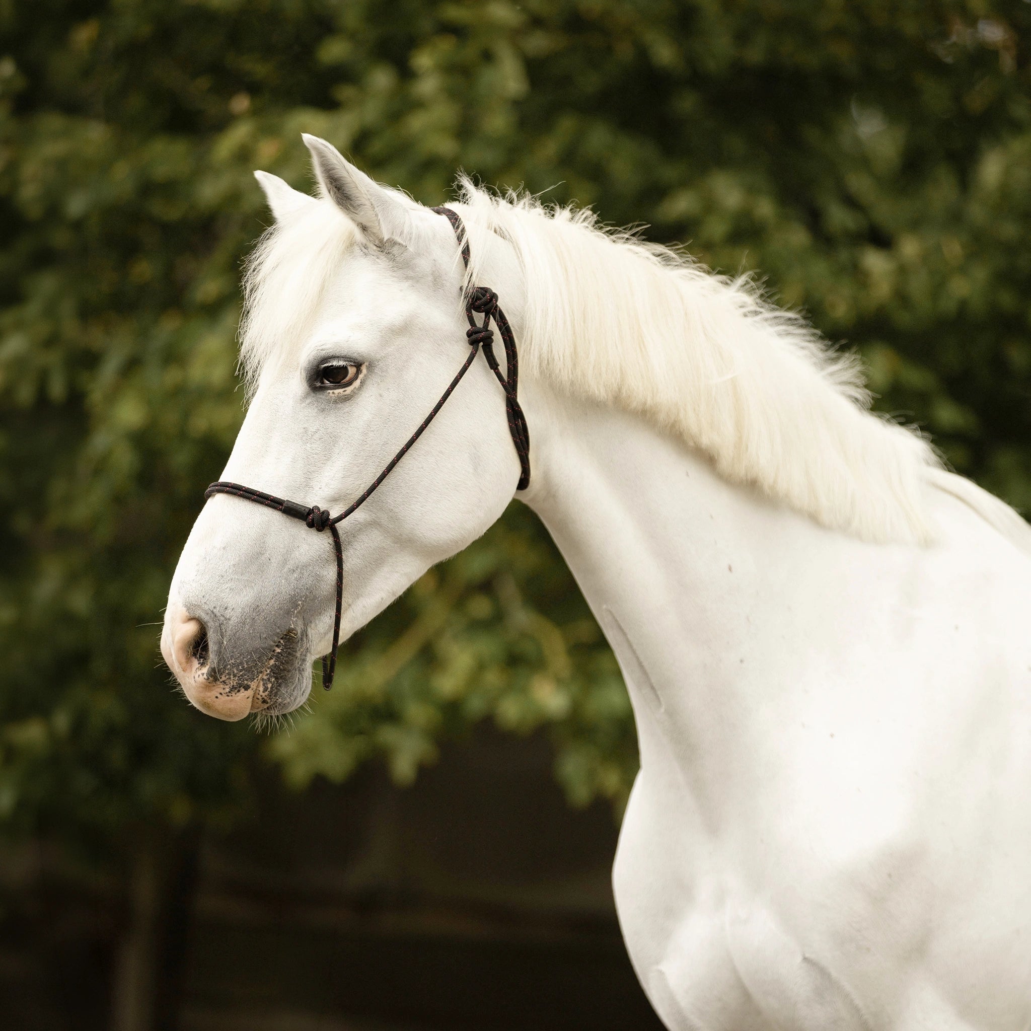 Professional Halter