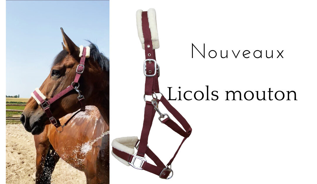 Nouveaux licols mouton