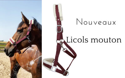 Nouveaux licols mouton