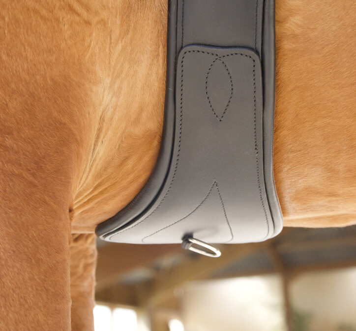 Sangle d'équitation pour le confort du cheval au travail