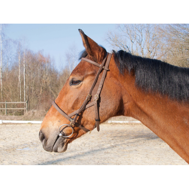 Ce licol d'équitation Biotack se transforme rapidement en filet pour ne pas avoir à changer l'harnachement du cheval