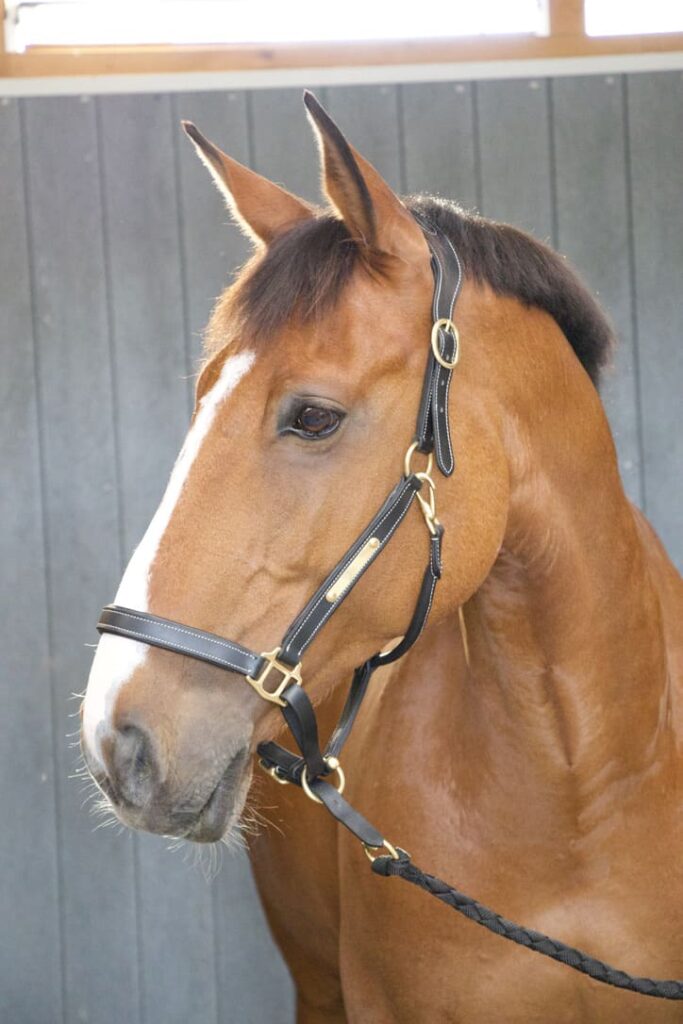Licol d'équitation en cuir avec têtière anatomique et montants matelassés pour offrir confort au cheval