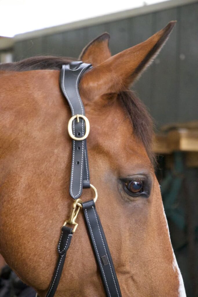 Licol d'équitation en cuir avec têtière anatomique et montants matelassés pour offrir confort au cheval
