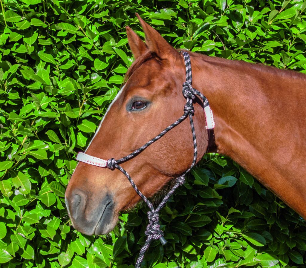 Le licol éthologique Confort est idéal pour travailler votre cheval en main