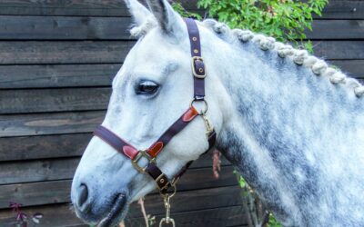Comment choisir le licol idéal pour votre cheval ?