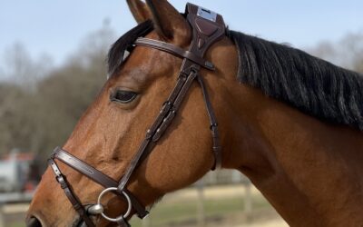 Bridon anatomique : choisir le meilleur modèle pour le confort de votre cheval