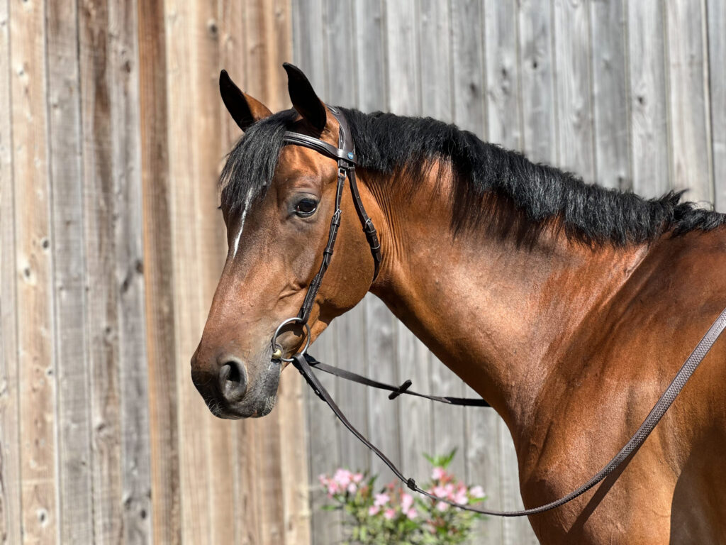 cheval bai, portant un filet sans muserolle 
